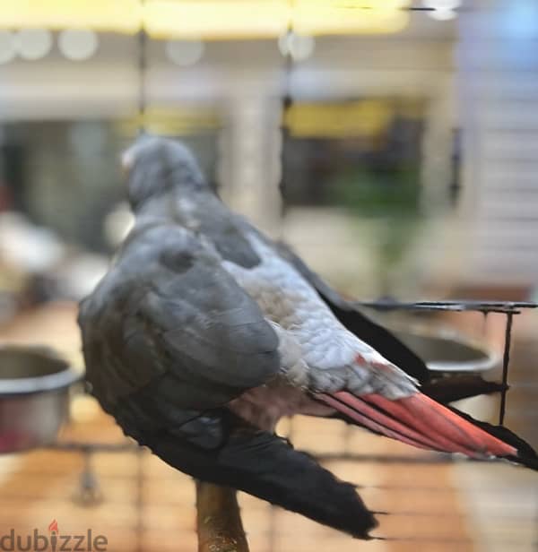 African Grey Parrot 0