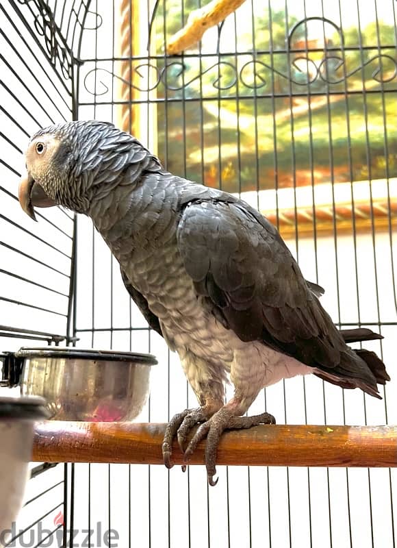 African Grey Parrot 1