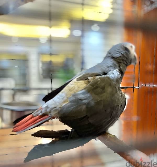 African Grey Parrot 2