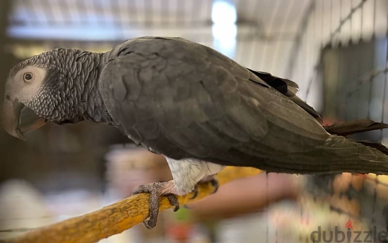 African Grey Parrot 3