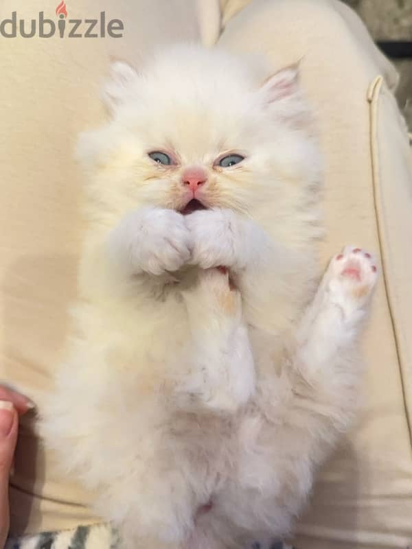 Kitten Persian 0