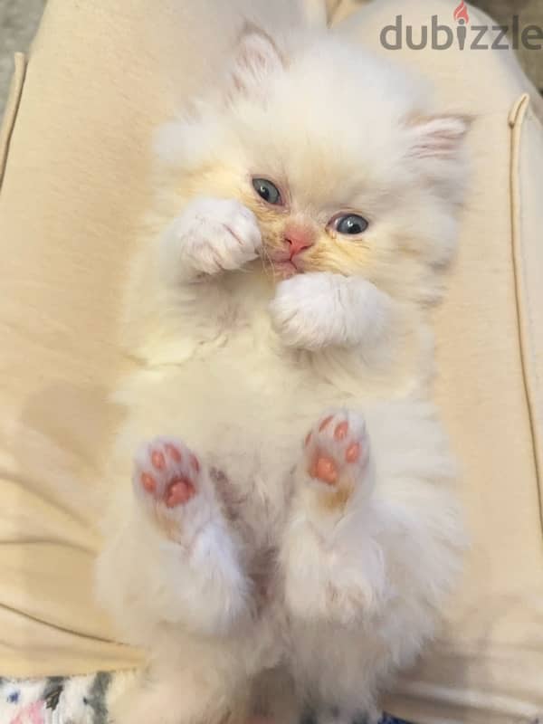 Kitten Persian 2