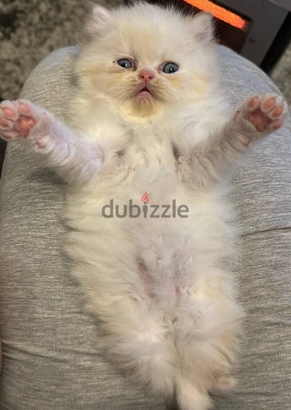 Kitten Persian 3