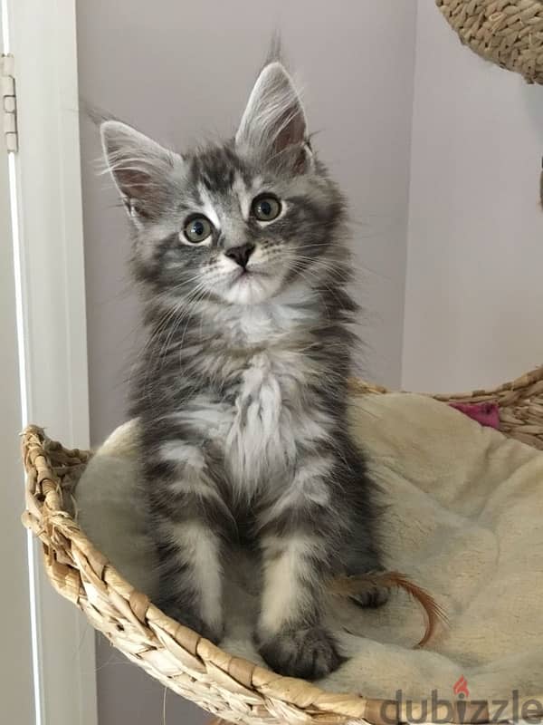 High Quality Maine Coon Kittens Imported Pure Breed Cat قطط Delivery 0