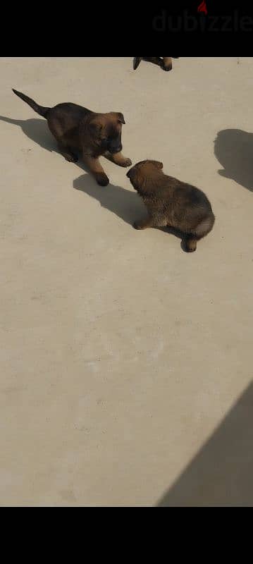 malinois puppies 7