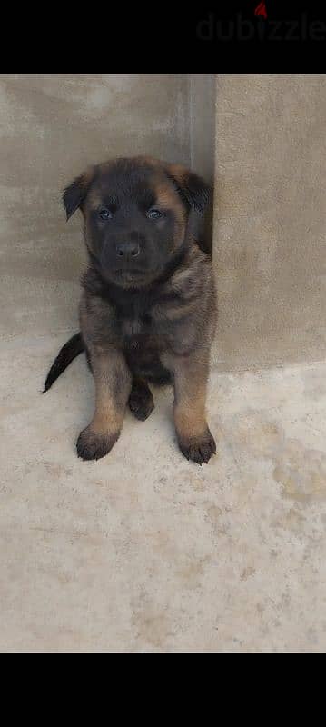 malinois puppies 9