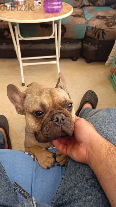 French bulldog