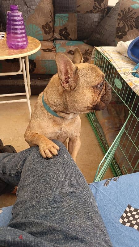 French bulldog 1