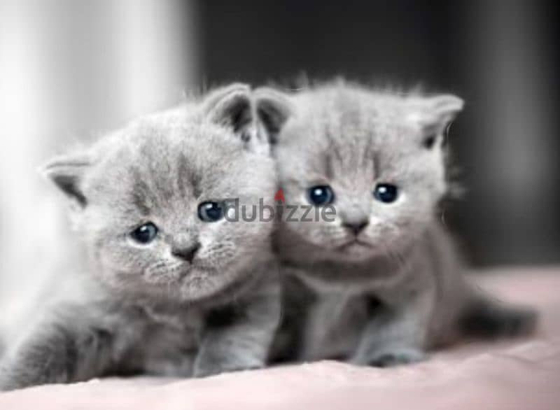 scottish fold and Scottish straight 0