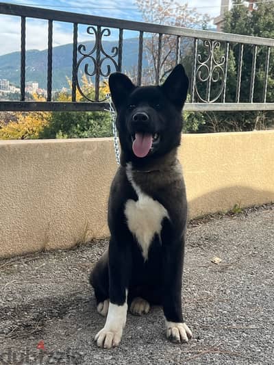 american akita