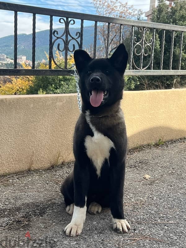 american akita 0