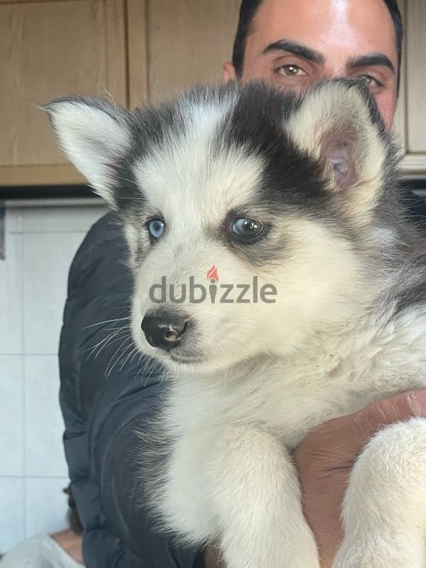 husky puppy 2