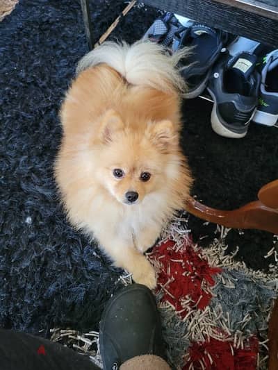 pomeranian