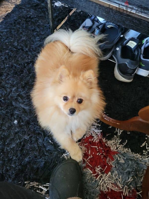 pomeranian imported pure 2