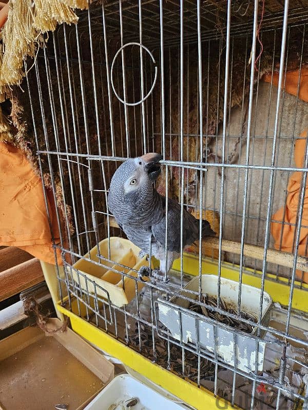 Parrot ببغاء 1