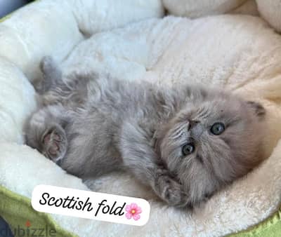 scottish kittens for Christmas