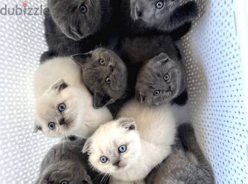 scottish kittens for Christmas 3