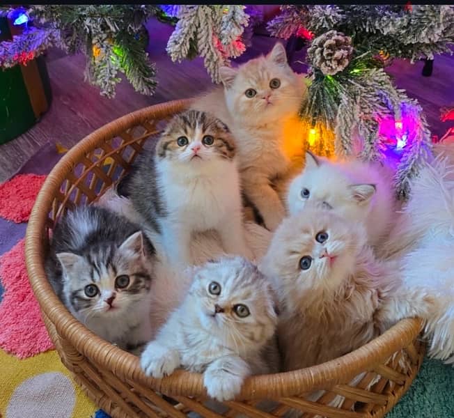 scottish kittens for Christmas 6