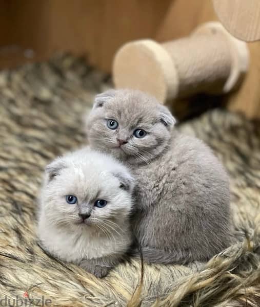 scottish kittens for Christmas 8