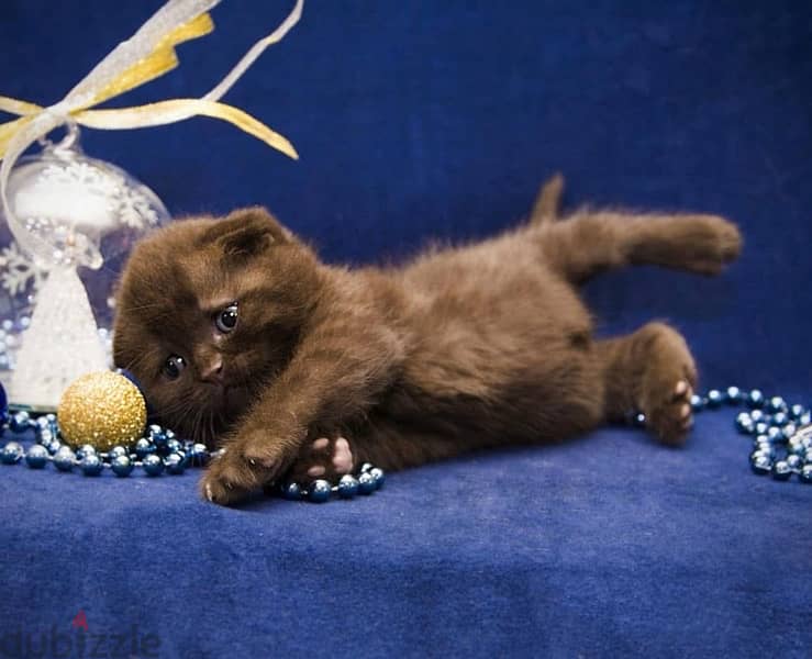 scottish kittens for Christmas 10