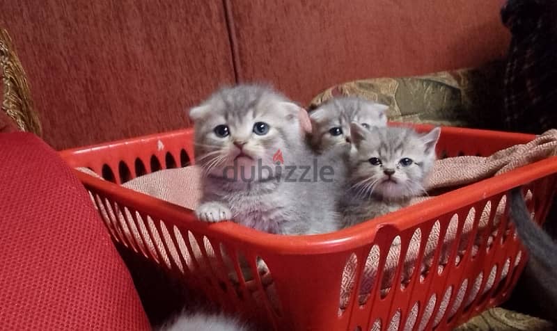 scottish kittens for Christmas 12