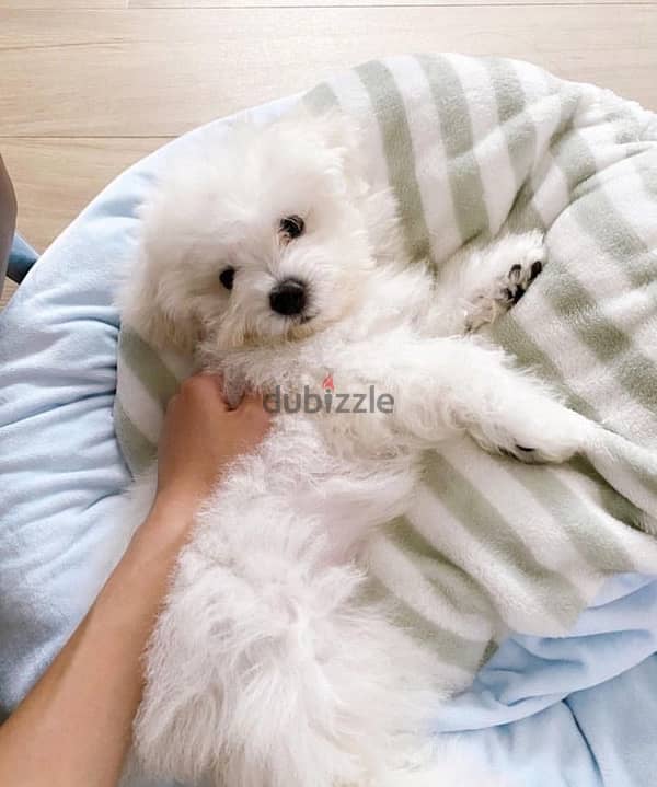 bichon 1