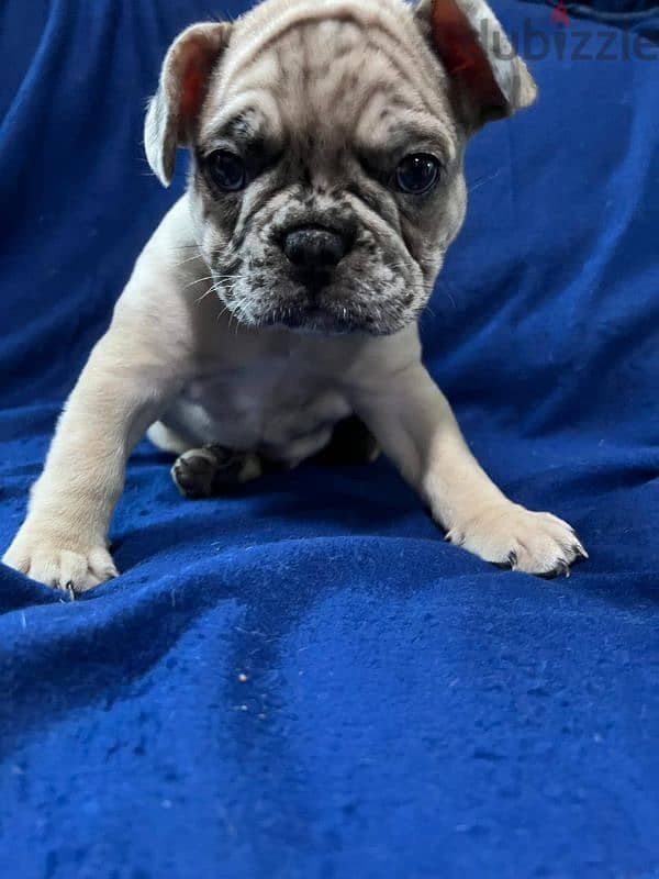 bulldog for sale 1