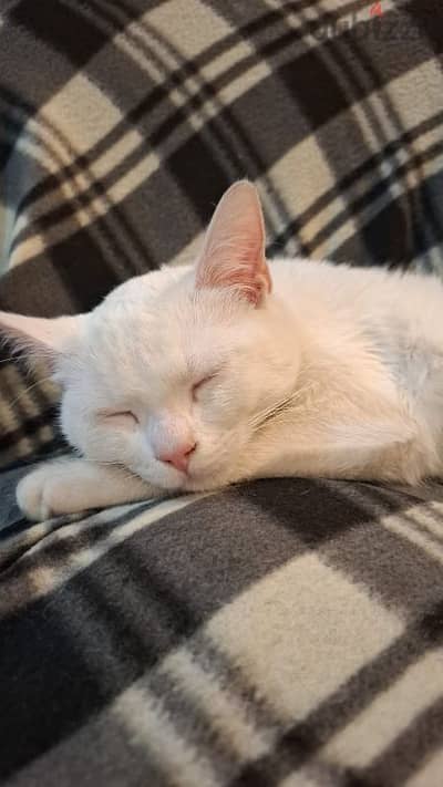 Angora mix white cat