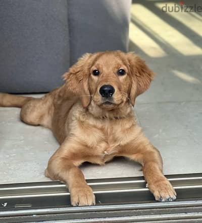 Golden Retriever Fo Sale