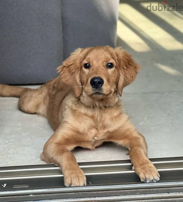 Golden Retriever Fo Sale 0