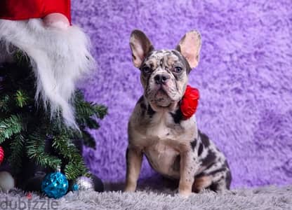 French Bulldog Merle Imported blue eye