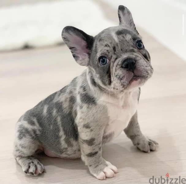 Blue eye French Bulldog Merle imported 0