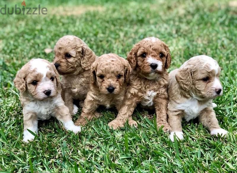 Imported Mini Goldendoodle small 0