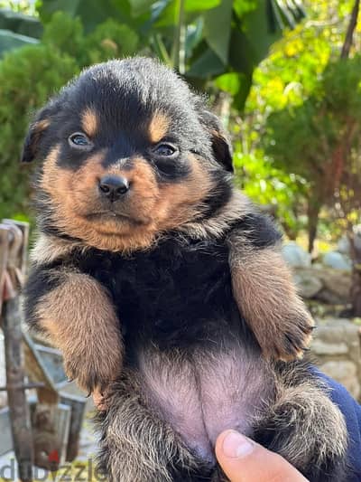 puppy rottweiller