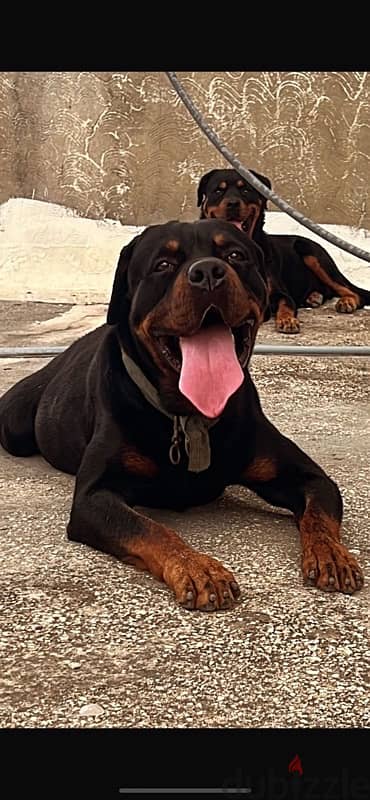 puppy rottweiller 3