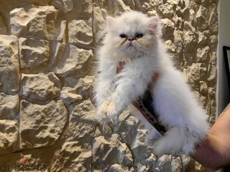 exotic longhair persian kitten 0