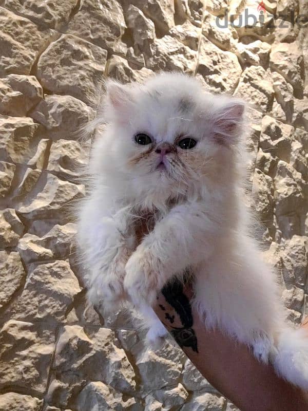 exotic longhair persian kitten 1