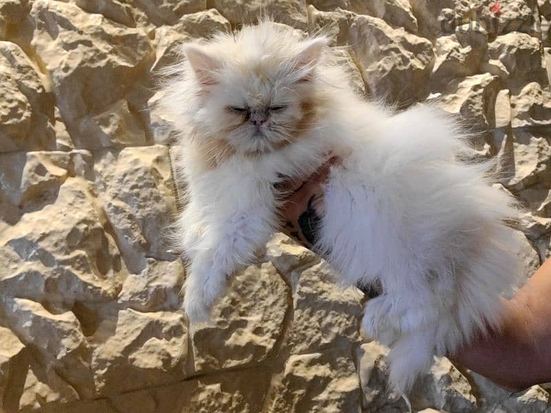 exotic longhair persian kitten 2