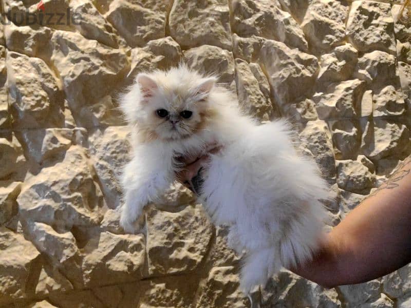 exotic longhair persian kitten 3