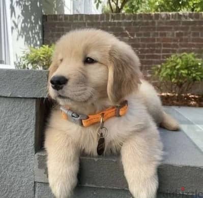 Adorable Golden Retriever Puppies Available on Store Delivery Dog كلاب