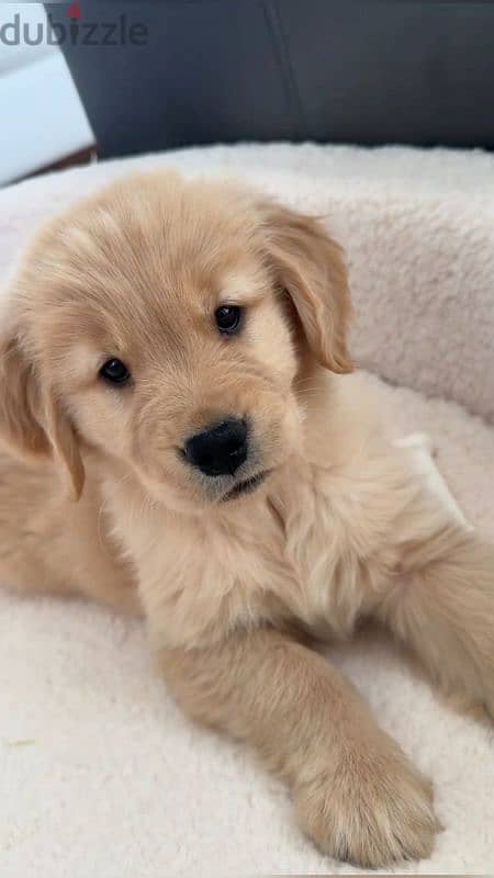 Golden Retriever Puppies/ Dog / كلاب/ Delivery 0