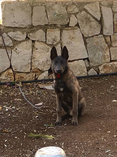 malinois