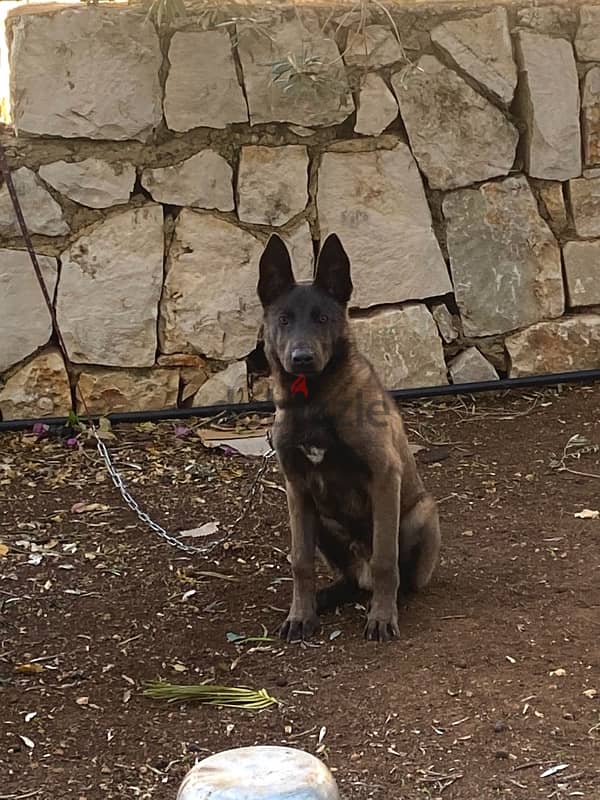 malinois 0