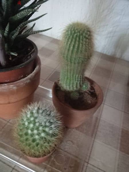 cactus 2 pcs 10$ 1