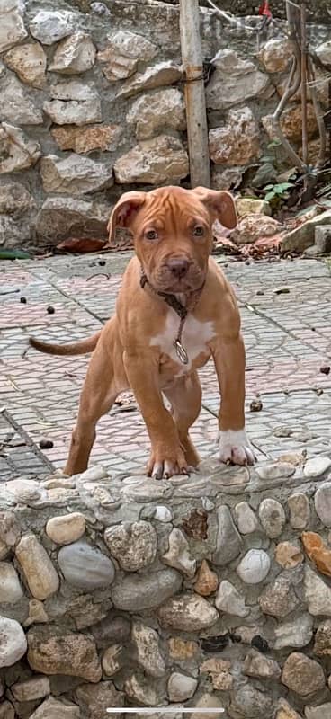 pitbull