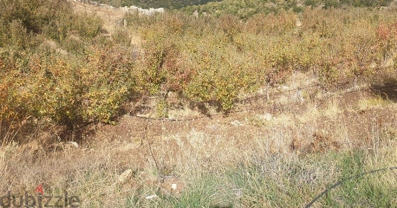 37800m2 Land in Jrabta,Batroun عقار للبيع في جربتا ،البترون 1