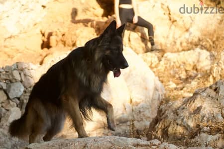 Long Hair German Shepherd