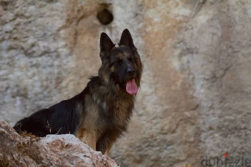 Long Hair German Shepherd 1