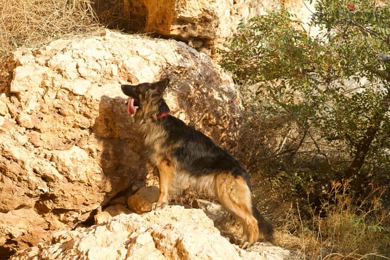 Long Hair German Shepherd 2