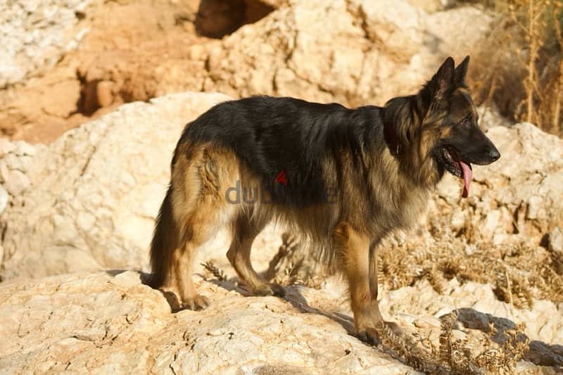 Long Hair German Shepherd 3